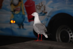 Chroicocephalus novaehollandiae