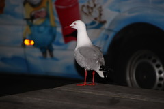 Chroicocephalus novaehollandiae