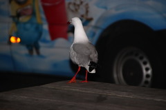 Chroicocephalus novaehollandiae