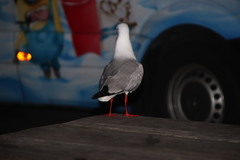 Chroicocephalus novaehollandiae