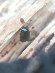 Leiodinae