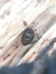 Leiodinae