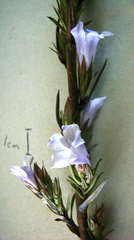 Prismatocarpus campanuloides