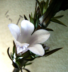 Prismatocarpus campanuloides