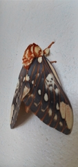 Citheronia brissotii