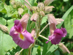 Proboscidea louisianica fragrans