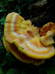 Laetiporus sulphureus