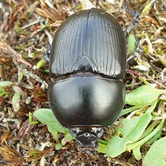 Geotrupes stercorarius