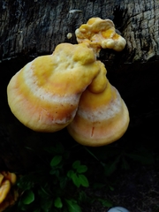 Laetiporus sulphureus