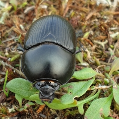 Geotrupes stercorarius