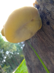 Laetiporus sulphureus