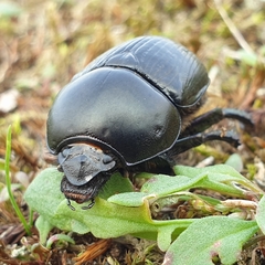 Geotrupes stercorarius