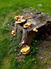 Laetiporus sulphureus