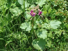 Proboscidea louisianica fragrans