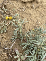 Picradeniopsis multiflora