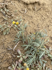 Picradeniopsis multiflora