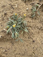 Picradeniopsis multiflora