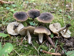 Neohygrocybe
