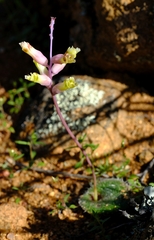 Lachenalia trichophylla