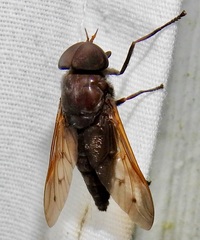 Tabanus proximus