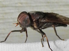 Tabanus proximus