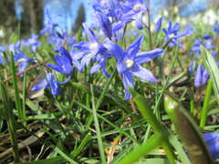 Scilla luciliae
