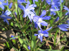 Scilla luciliae