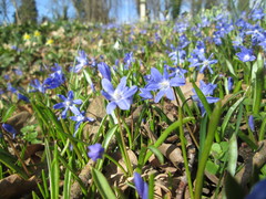 Scilla luciliae