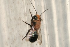 Osmia lignaria lignaria