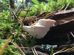 Amaropostia stiptica