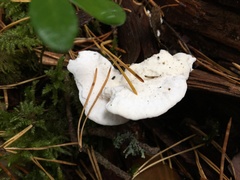 Amaropostia stiptica