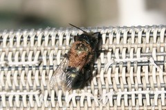 Chaetodactylus krombeini