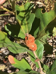 Disholcaspis spongiosa