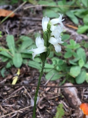 Spiranthes incurva