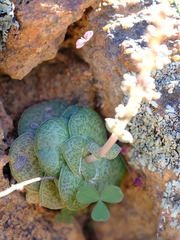 Crassula montana