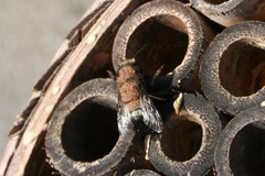 Chaetodactylus krombeini