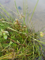 Cyperus bipartitus