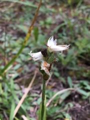 Spiranthes incurva