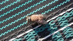 Chaetodactylus krombeini