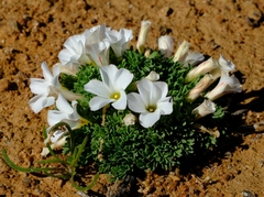 Oxalis densa