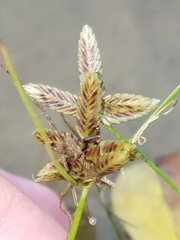 Cyperus bipartitus