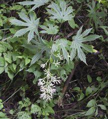 Parasenecio delphiniphyllus