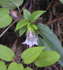 Tripterospermum trinervium