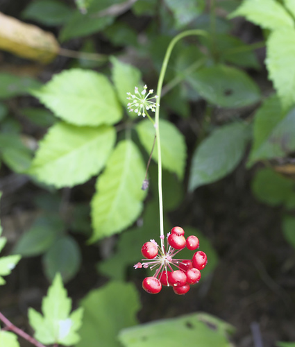Panax japonicus iNat (3)