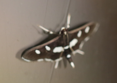 Desmia subdivisalis