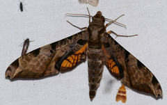 Protambulyx eurycles