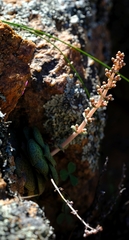 Crassula montana