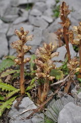 Orobanche reticulata