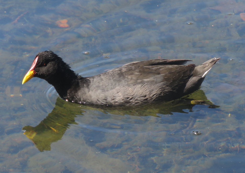 Red-fronted Coot