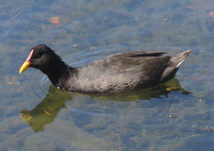 Red-Fronted Coot photo 2